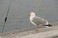 43DP-2009-014 Bild041